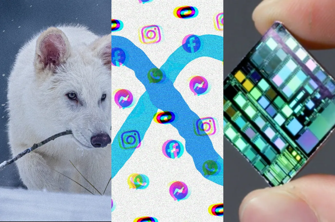 Rievocato lupo estinto, Meta accusata di barare, Ecco il microchip più avanzato al mondo